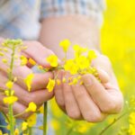 Farmer Hands in Oilseed Rapeseed Cultivated Agricultural Field Examining and Controlling The Growth of Plants, Selective Focus with Shallow Depth of Field, Crop Protection Agrotech Concept