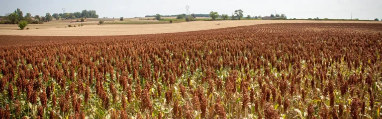 1600x500 sorghum