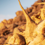 HEADER_Sugar-Beet_clamp