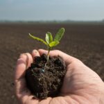 Teaser_Sugar-Beet_Emergence