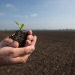 Teaser_Sugar-Beet_Emergence_pr_IMG_1585