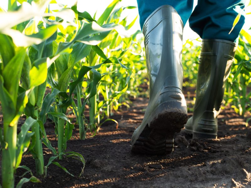 Low,Angle,View,At,Farmer,Feet,In,Rubber,Boots,Walking