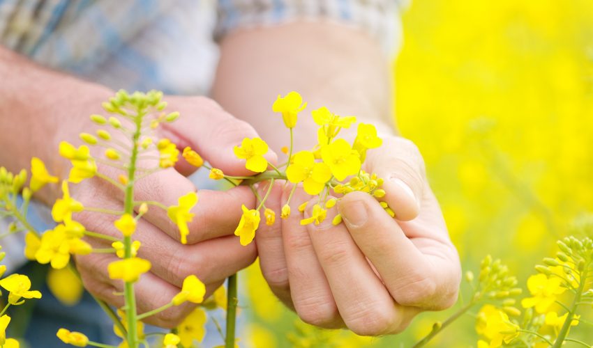 Farmer Hands in Oilseed Rapeseed Cultivated Agricultural Field Examining and Controlling The Growth of Plants, Selective Focus with Shallow Depth of Field, Crop Protection Agrotech Concept