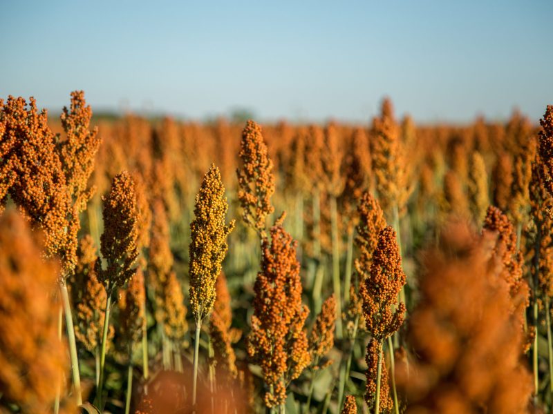 sorghum