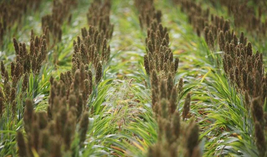 D 97f, Villenouvelle, Haute-Garonne, France