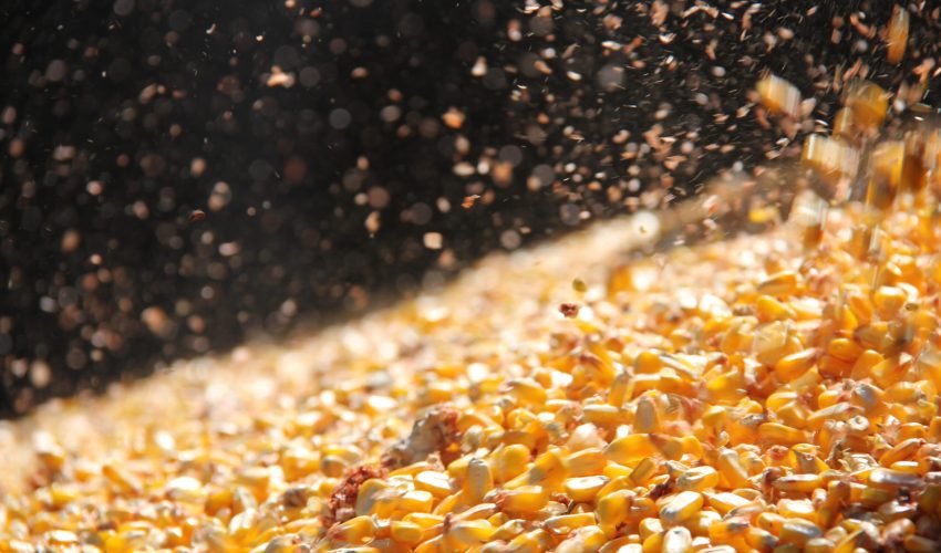 Körnermais
