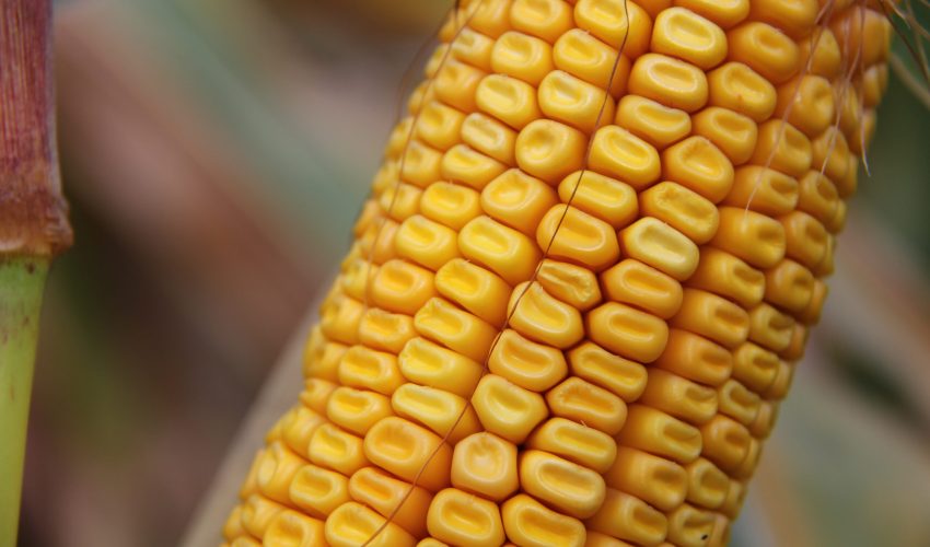 RAGT-AT-MAIS-Mexxplede