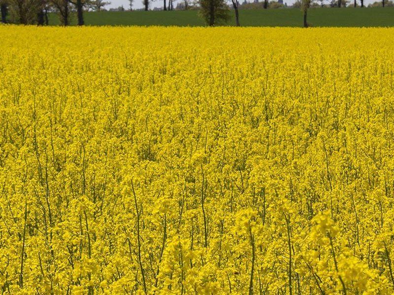 RagtSolutionsPage_OilseedRape