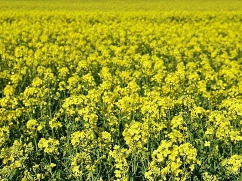 field-with-rape-brassica-napus-brassica-napus